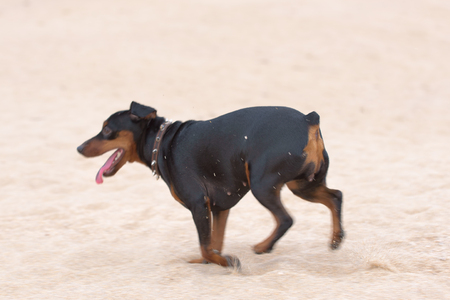 Dog on the beach. Black dog running on beachの写真素材