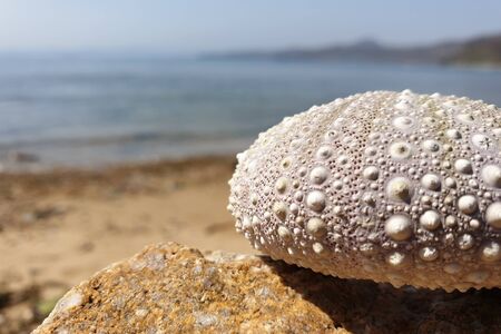 Sea shell with ocean on backgroundの写真素材
