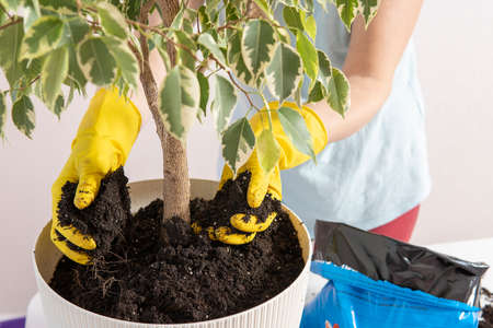 female hands in yellow hold a houseplant for transplant.の写真素材