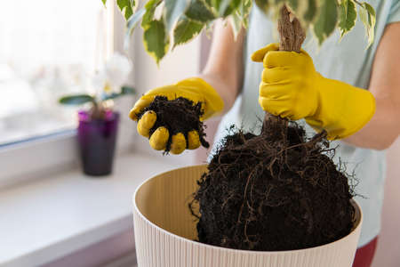 female hands in yellow gloves transplant a houseplant into a large pot.