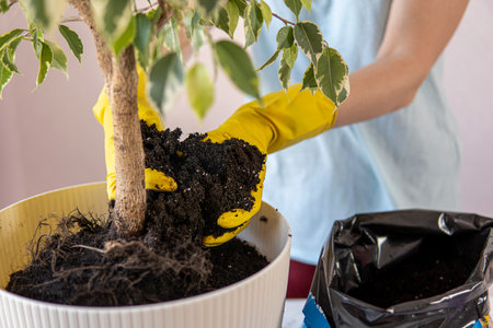 female hands in yellow gloves transplant a houseplant into a large pot.の写真素材