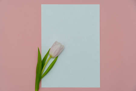 Top view or flat lay of purple and white tulip flowers and blank paper card on pink background with copy space for text. Feminine conceptの写真素材
