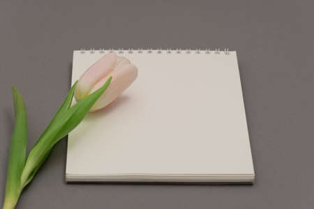 Open empty notebook and bouquet of pink tulip flowers on gray stone table top view in flat lay...