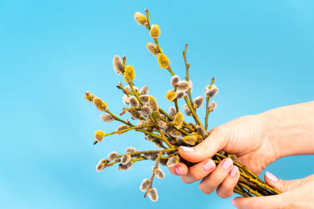 hand holds a pussy willow. blue background. Spring. space for text. high quality