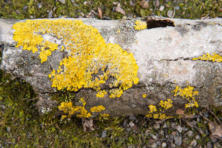 moss on the bark of a tree