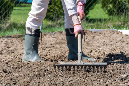loosening the soil with a rake for planting.の写真素材