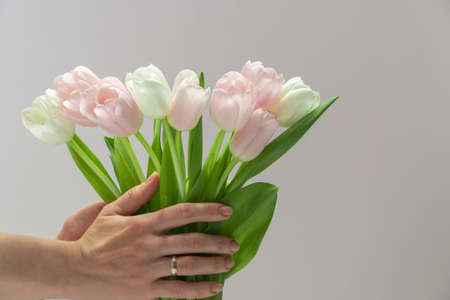 Woman hand with manicure holding a bunch of pink tulips on white background.