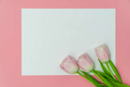 Top view or flat lay of purple and white tulip flowers and blank paper card on pink background with copy space for text. Feminine concept.の写真素材