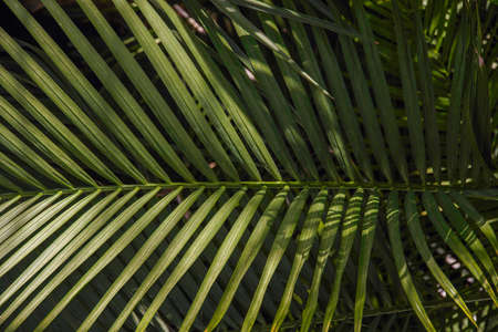 texture leaf palm on a sunny day close-up.