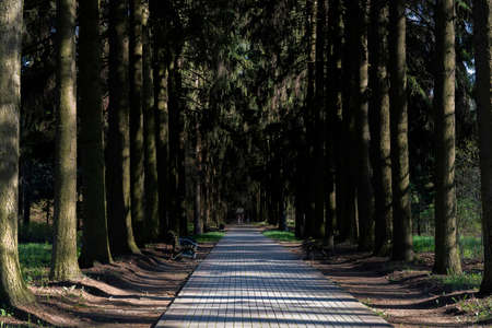long spruce alley to the park on a sunny day.の写真素材