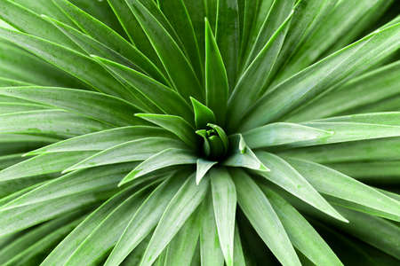 background of green cactus leaves triangular shape close-up.の写真素材