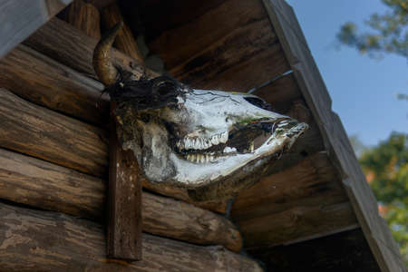 the skull of a horned animal hangs near the roof of an ancient wooden Viking house for a ward against evil spiritsの写真素材