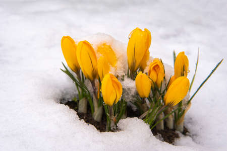the first yellow flowers grow out of the snow springの写真素材