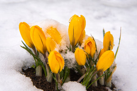 the first yellow flowers grow out of the snow springの写真素材