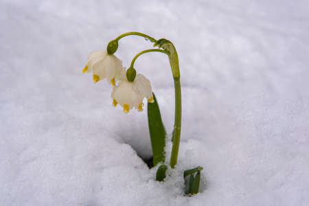 the first yellow flowers grow out of the snow springの写真素材