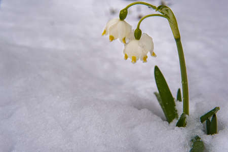 the first yellow flowers grow out of the snow springの写真素材