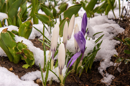 the first purple flowers grow out of the snow springの写真素材