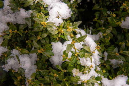the first flowers grow out of the snow springの写真素材