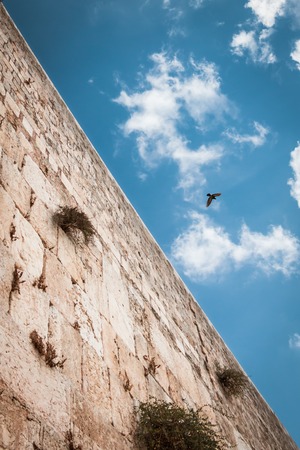 50/50 composition, to show half heaven half earth. Wailing wall with blue sky on the background, and bird in the sky. Jerusalem, Israelの写真素材