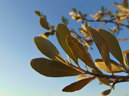 branch of olive treeの写真素材