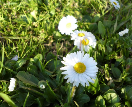 Chamomile flowersの写真素材
