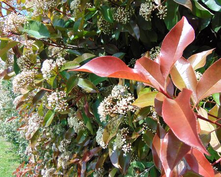 Fresh foliage and blossom of Photinia or red Robin plant, growing outdoors. Green and red leaves and white flowers of a Photinia in spring.の写真素材