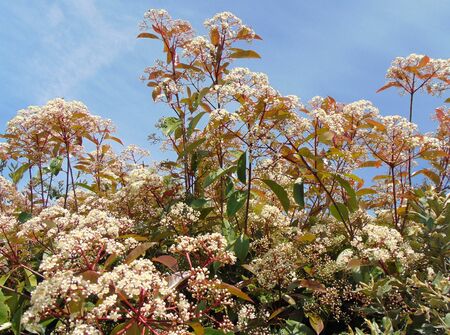 Fresh foliage and blossom of Photinia or red Robin plant, growing outdoors. Green and red leaves and white flowers of a Photinia in spring, Italy.の写真素材