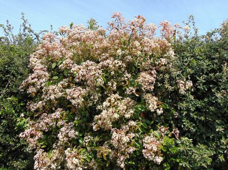 Fresh foliage and blossom of Photinia or red Robin plant, growing outdoors. Green and red leaves and white flowers of a Photinia in spring, Italy.の写真素材