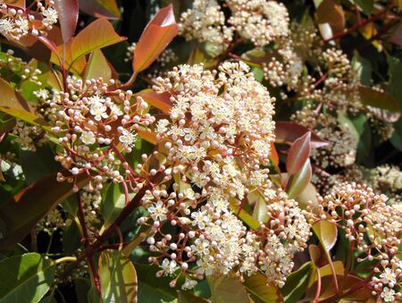 Blossom of Photinia or red Robin plant, growing outdoors. Red leaves and white flowers of a Photinia in spring. close-up, natural background.の写真素材