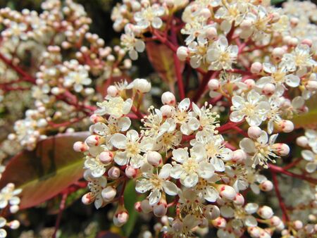 Blossom of Photinia or red Robin plant, growing outdoors. Red leaves and white flowers of a Photinia in spring. close-up, natural background.の写真素材