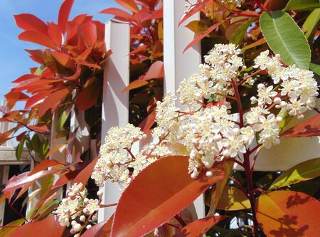 Fresh foliage and blossom of Photinia or red Robin plant, growing outdoors. Green and red leaves and white flowers of a Photinia on the background of a white paling. Italyの写真素材