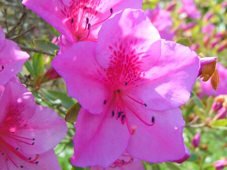 Close-up of pink Azalea Rhododendron flowers growing in the garden in spring, Italy. Evergreen plant. Amazing natural colors of nature without special effectsの写真素材