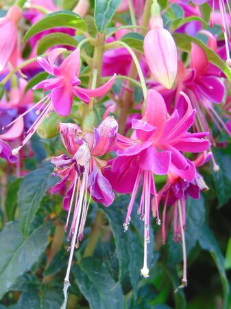 Pink and purple Fuchsia hybrida Bella Rosella (Hybrid fuchsia Bella Rosella) growing in the garden...