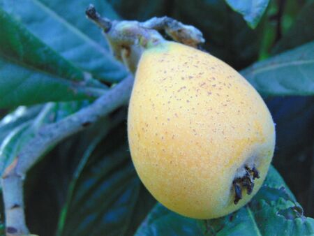 Loquat or Eriobotrya japonica. Close up of yellow ripe medlar fruit with green leaves on a tree branch in the garden.の写真素材