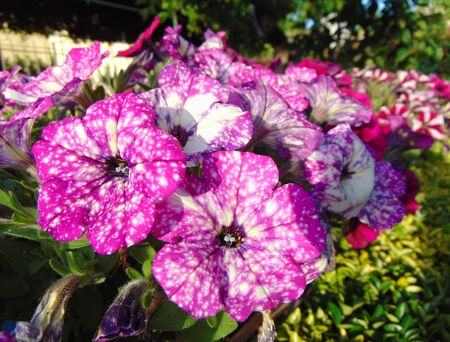Flowers of spotted petunias growing in the garden outdoors in the light of the setting sun. Pink and purple flowers of mottled petunia.の写真素材