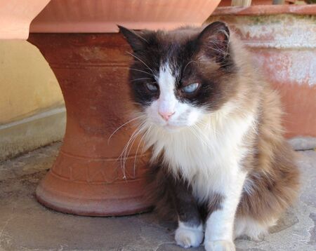 adult beautiful black-and-white fluffy cat sitting in the garden in a bad mood.の写真素材