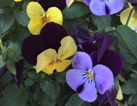 Viola cornuta (horned violet) growing in the garden, colorful mix of yellow and purple flowers, cold-resistant plant.の写真素材