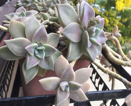 Echeveria Lola in a flower pot, beautiful cold-resistant flower growing in the garden, outdoors.の写真素材