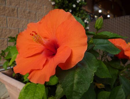 Bright orange hibiscus flower with leaves growing outdoors in the garden, close up. Natural colors of nature without special effects.の写真素材