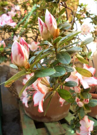 Azalea flowering bush. Buds and flowers of white-pink Azalea (Rhododendron) with leaves growing in the garden in spring, Italy. Natural background.の写真素材