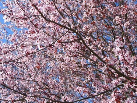 Blossom tree in spring, tree branch with pink flowers against a blue sky. Natural spring background.の写真素材