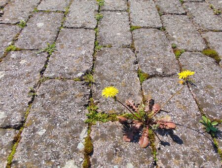 Yellow dandelion growing between tiles on the sidewalk on the street. spring backgroundの写真素材