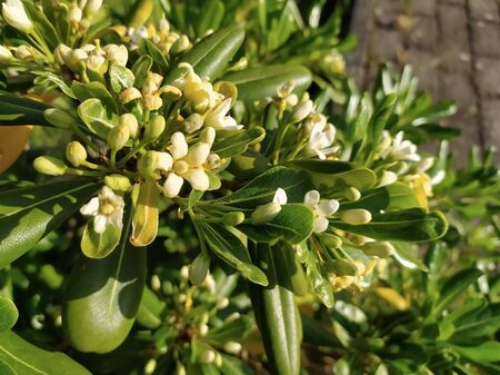 Blossom of Pittosporum tobira plant, growing outdoors. White flowers of a Pittosporum tobira blooming in bush, natural background.の写真素材