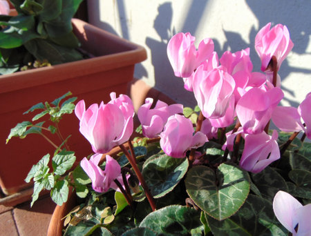 Pink cyclamen flowers, outdoors, close up. Cyclamen plant with pink flowers and leaves in bloom, growing in the garden. Cold-resistant plant, close-up.の写真素材