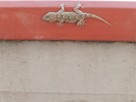 Gecko crawls along the wall of a balcony during the day. Mediterranean house gecko climbs the wall. Lizard crawls along the wall.の写真素材