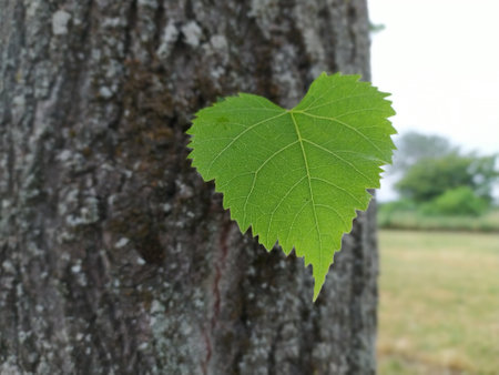 Heart shaped leaf on a tree trunk in a park .Bright green leaf in the shape of a heart on a tree...
