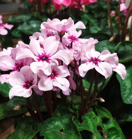 Cyclamen Persicum pink flowers. Cyclamen plant with green leaves in bloom in the garden, closeup. Floral background.の写真素材