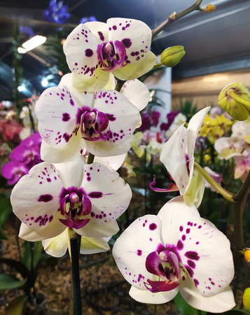 Phalaenopsis Orchid plant in bloom. Close up of a white and purple Phalaenopsis Orchid potted plant in the flower garden.の写真素材
