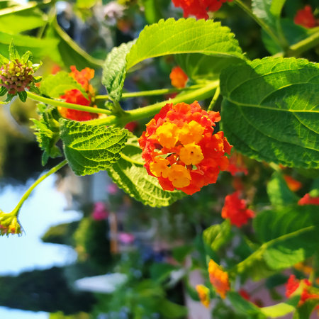 Lantana camara, common lantana, verbena family (Verbenaceae) flowering plant. Closeup of orange flower with leaves lantana camara growing in garden, Italy.の写真素材