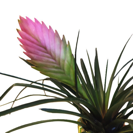 Pink Bromeliad, Tillandsia cyanea in a pot, house plants. closeup. Flower gift Pink bromeliad flower isolated on the white background with clipping path, Italy.の写真素材